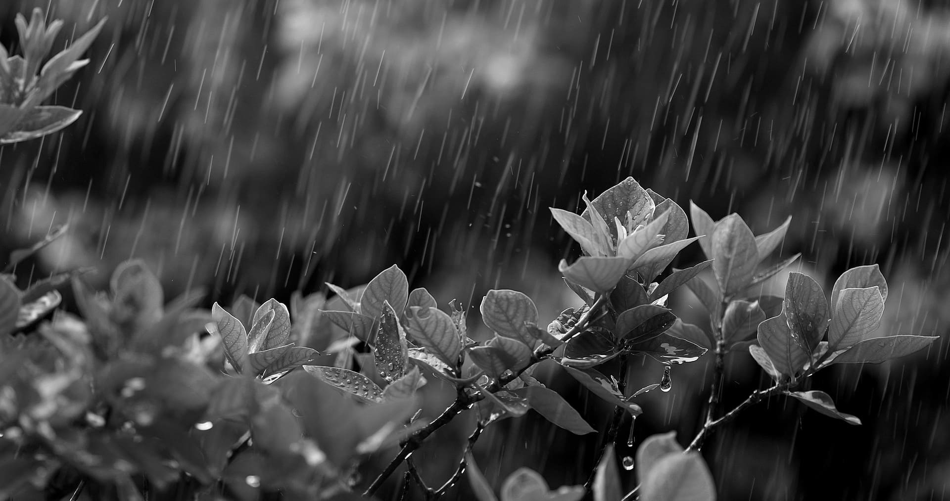 雨にあたる花